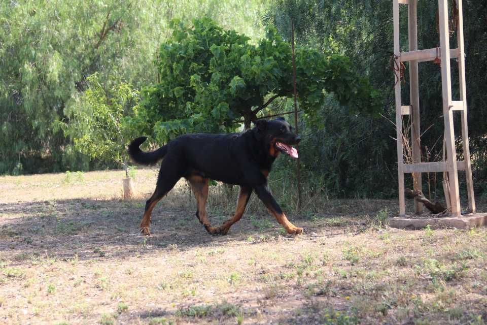 King kong da cova do lobo De Carthago Spartaria