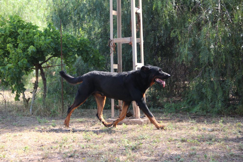 King kong Da Cova Do Lobo