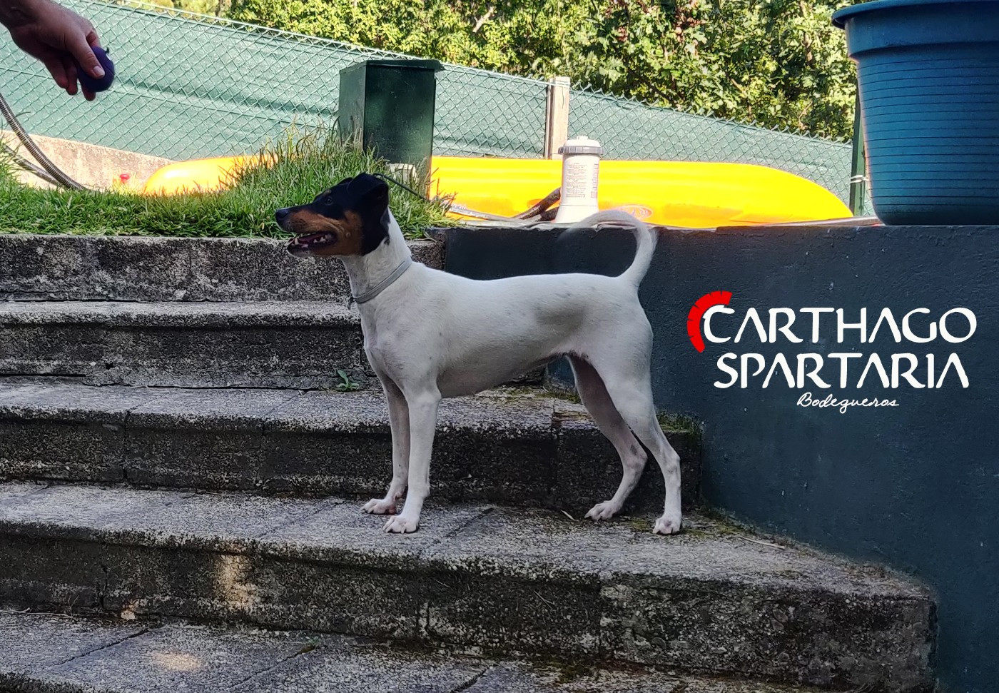 CH. Omega De Carthago Spartaria