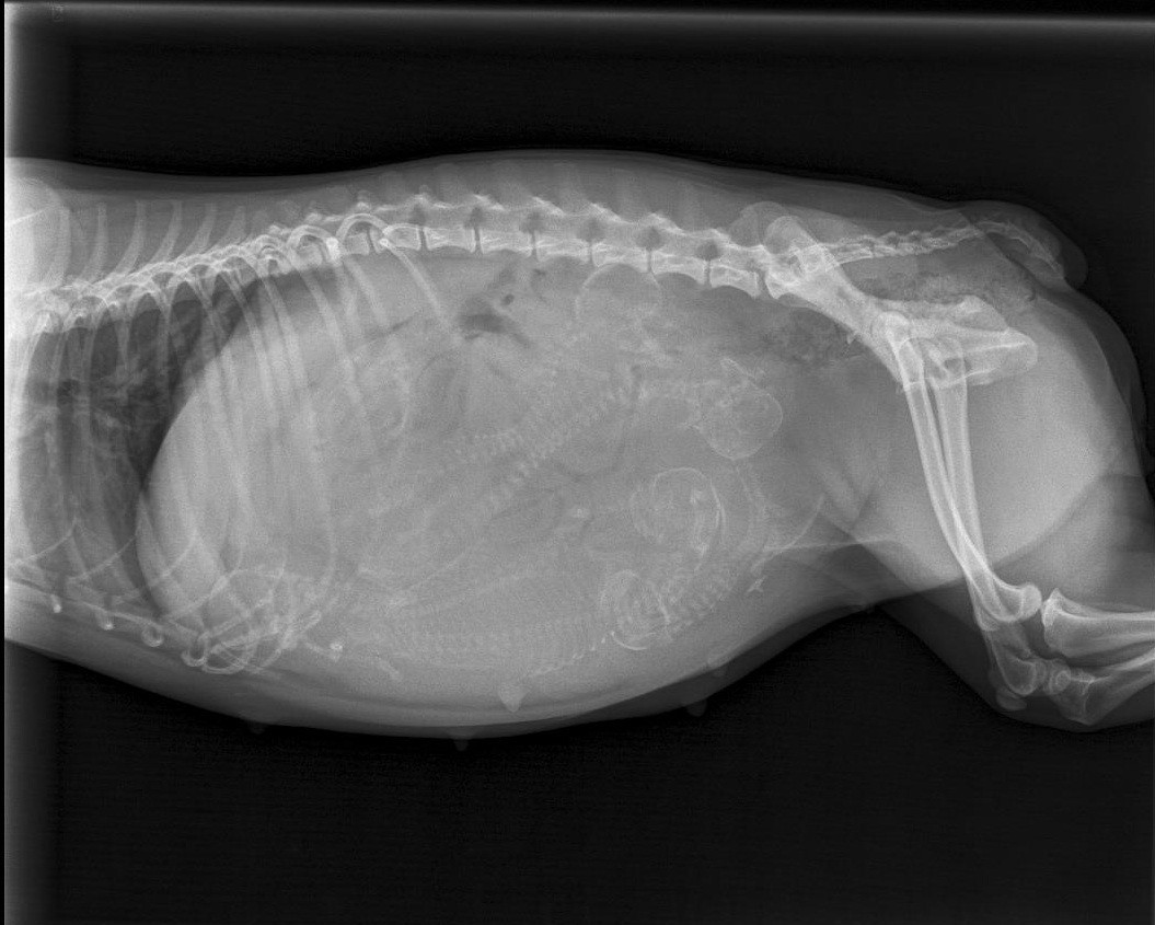 Radiografía de gestación realizada