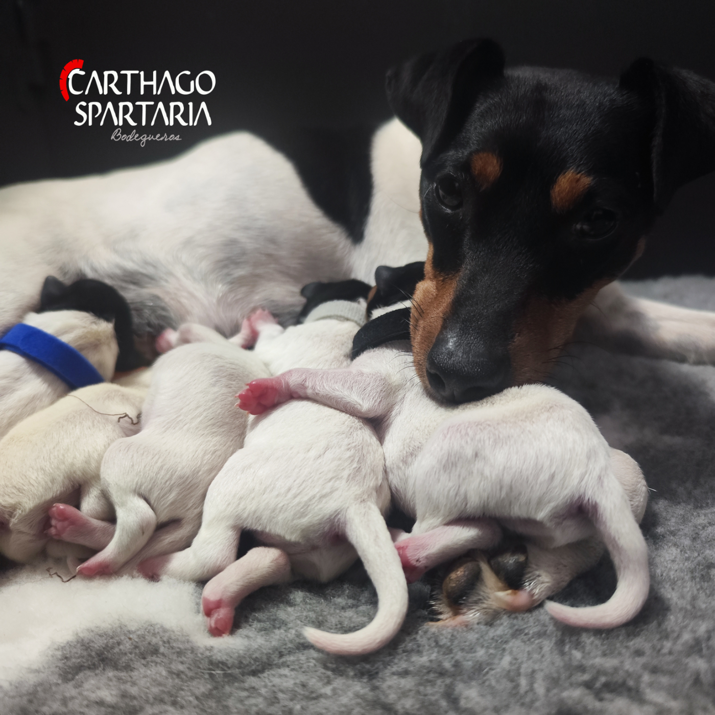 CACHORROS DISPONIBLES