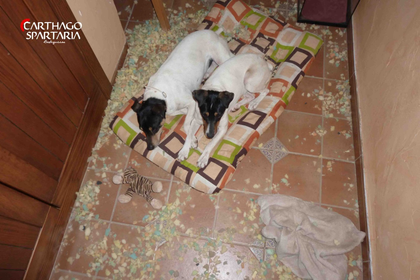 Carthago Spartaria Momentos